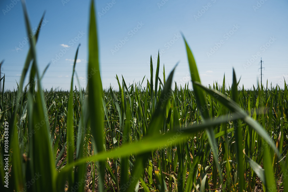 Obraz premium green grass and blue sky
