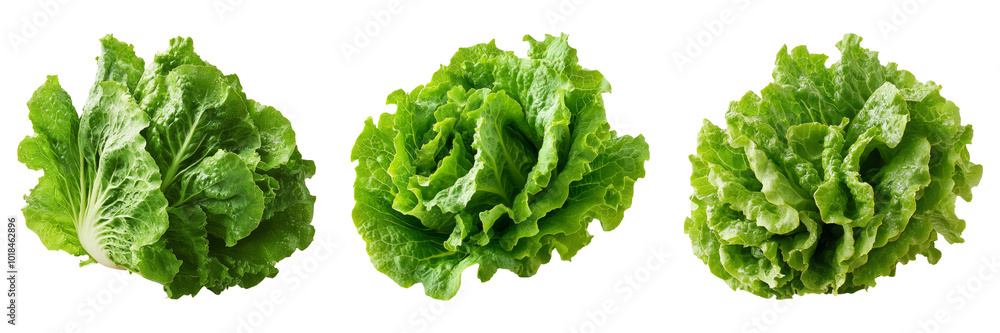 Lettuce leaves isolated on a transparent background perfect for food illustrations or healthy lifestyle designs. Lettuce leaves isolated on a transparent background perfect for food illustrations or healthy lifestyle designs.