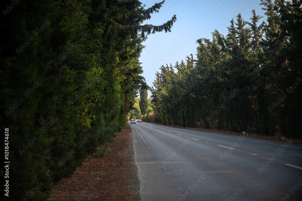 A paved asphalt road passes through a forest A paved asphalt road passes through a forest