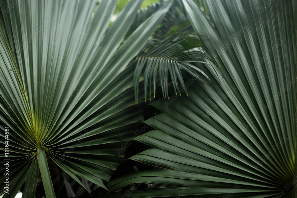 Fototapeta premium jungle plants leaf