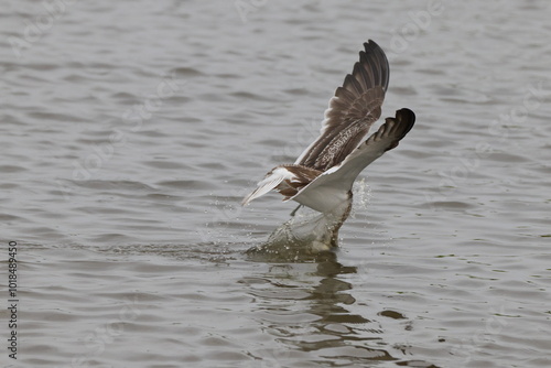 Black skimmer bird eating small fish