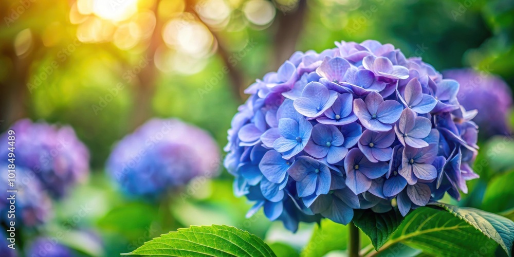 Hydrangea flower in the public park garden, medium shot, hydrangea, flower, garden, public park, nature, vibrant, colors, fresh Hydrangea flower in the public park garden, medium shot, hydrangea, flower, garden, public park, nature, vibrant, colors, fresh