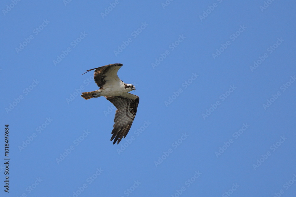 Obraz premium Osprey flying against blue sky. 