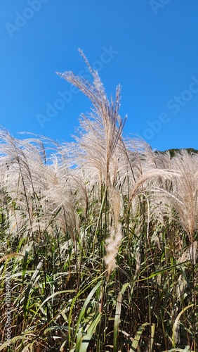 Reeds. Autumn silver grass. Chinese Silver Grass in the Myeongseongsan Mountain, south korea.