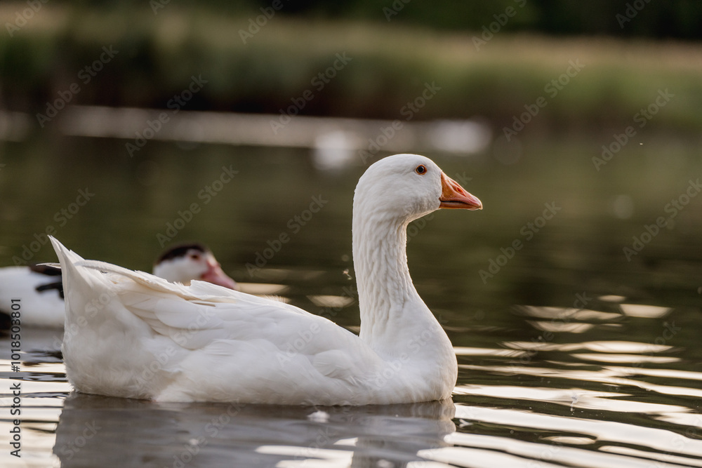 Geese Swimming on a Lake During Golden Hour Geese Swimming on a Lake During Golden Hour