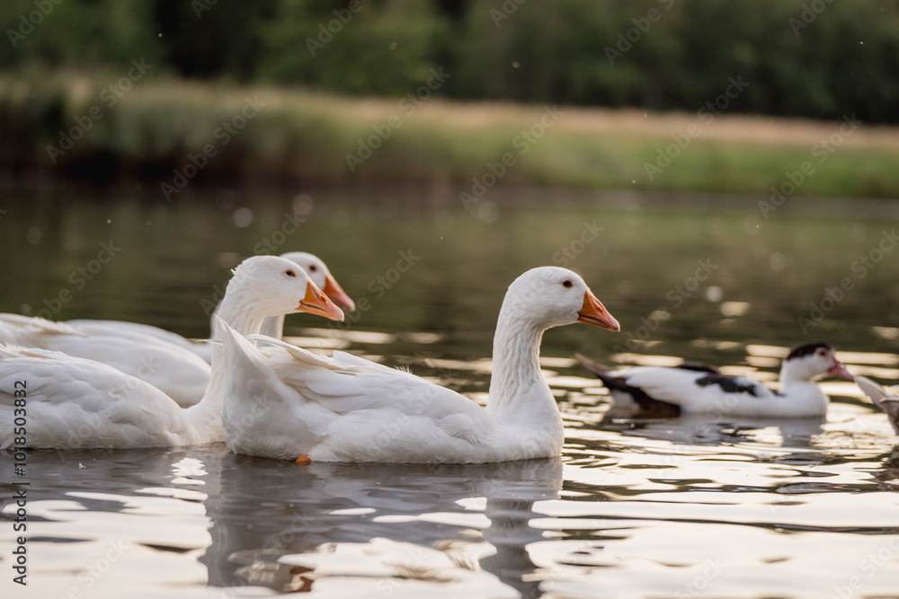 Geese Swimming on a Lake During Golden Hour Geese Swimming on a Lake During Golden Hour