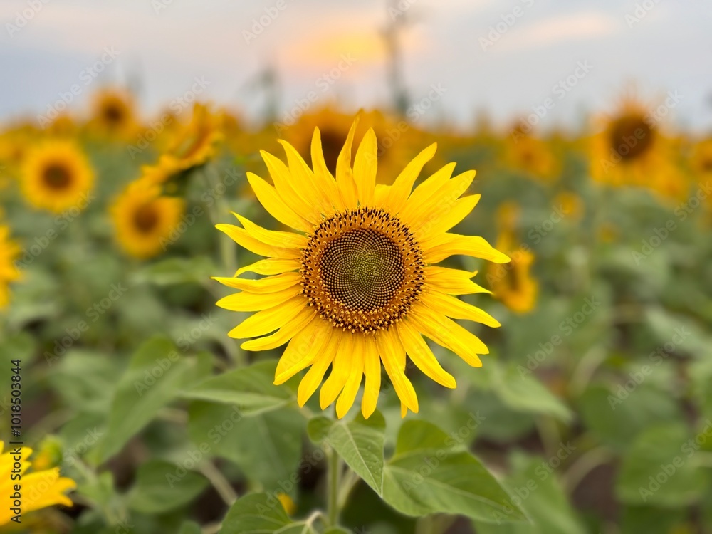 Fototapeta premium field of sunflowers