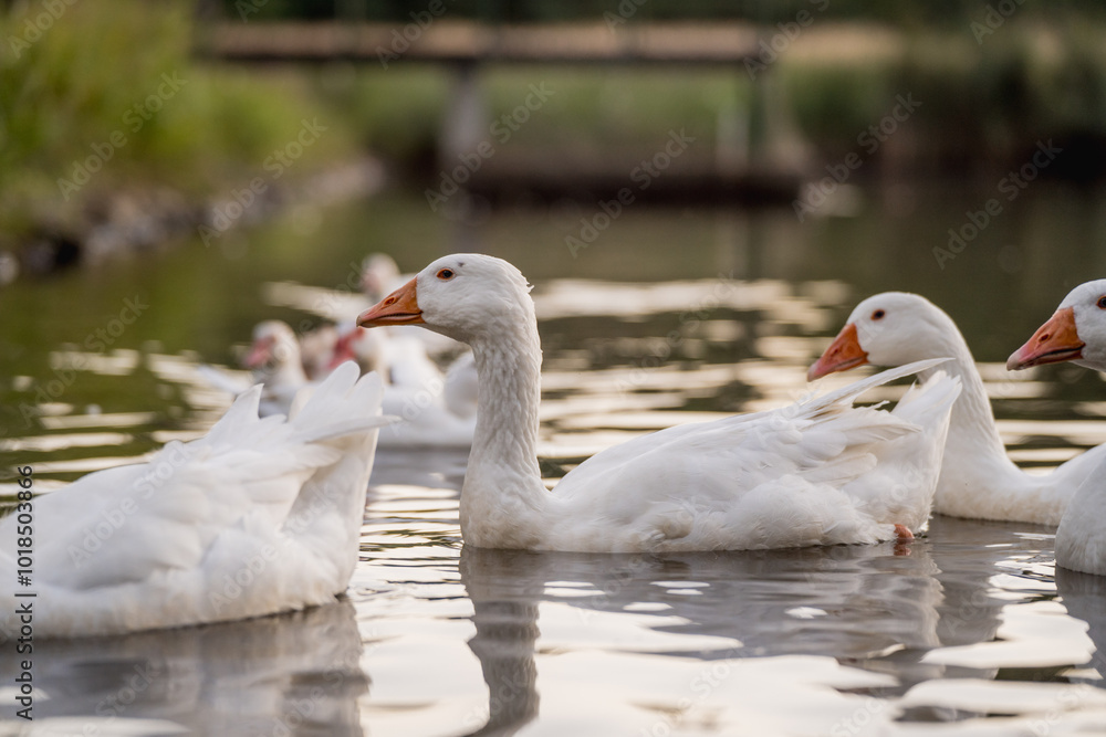 Geese Swimming on a Lake During Golden Hour Geese Swimming on a Lake During Golden Hour