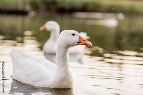 Geese Swimming on a Lake During Golden Hour