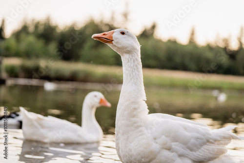 Geese Swimming on a Lake During Golden Hour