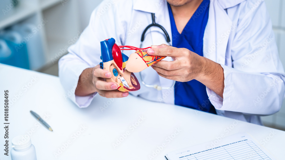 Professional cardiologist uses a heart model to demonstrate the anatomy, function, and treatment or stethoscope, surgeon of cardiovascular diseases including heart attacks and strokes, use stethoscope Professional cardiologist uses a heart model to demonstrate the anatomy, function, and treatment or stethoscope, surgeon of cardiovascular diseases including heart attacks and strokes, use stethoscope