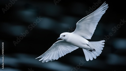 Snow Petrel in Flight: A Majestic White Bird Soaring Through the Air photo