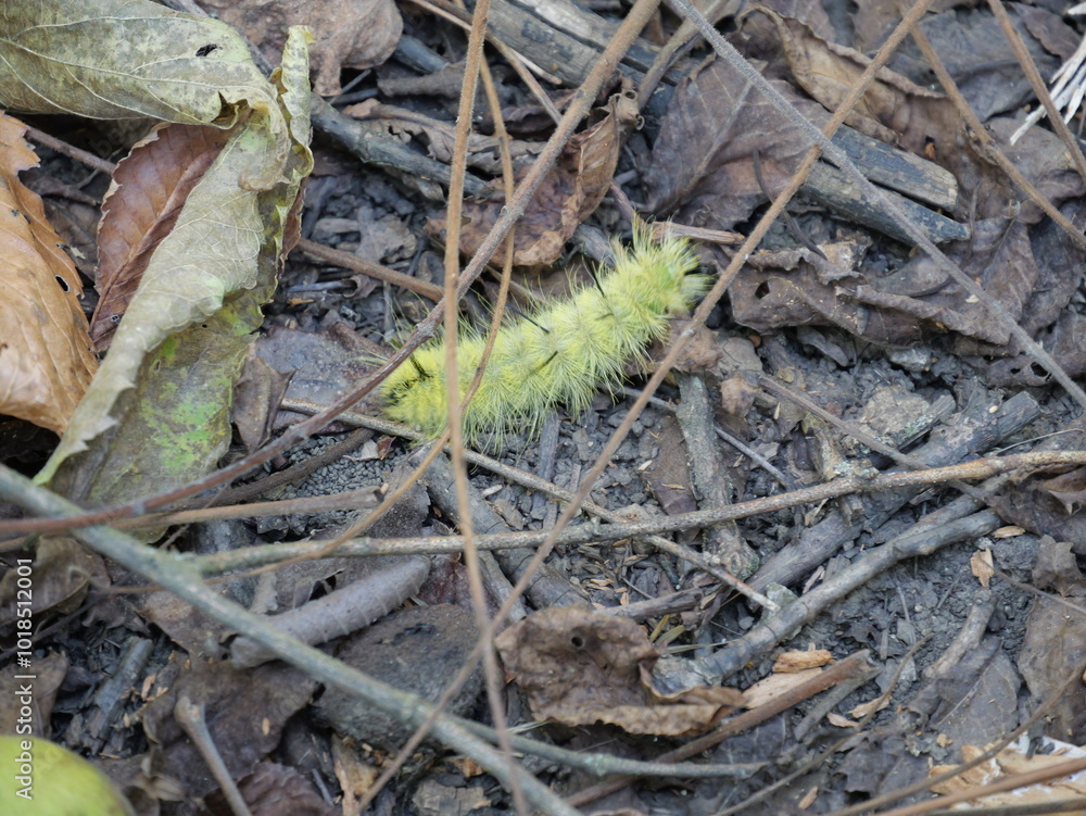American Dagger Moth Caterpillar in Midwestern US American Dagger Moth Caterpillar in Midwestern US