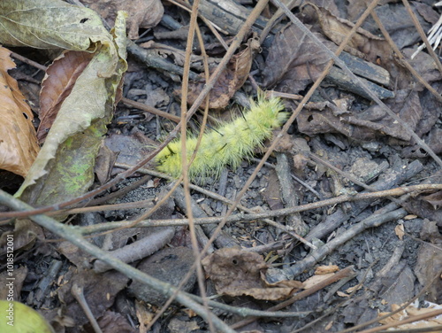 American Dagger Moth Caterpillar in Midwestern US photo