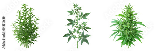 Herb plant isolated on a transparent background perfect for botanical-themed illustrations or herbal medicine designs.