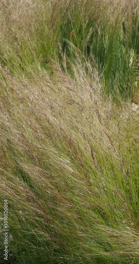 Ornamental tuft of Mexican feather grass or Texas needle grass (Stipa tenuifolia). Elegant silvery-green fine leaves dancing gracefully in the gentlest breeze Ornamental tuft of Mexican feather grass or Texas needle grass (Stipa tenuifolia). Elegant silvery-green fine leaves dancing gracefully in the gentlest breeze