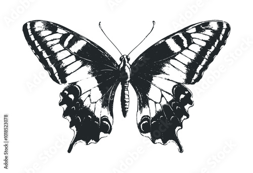 Black and white butterfly illustration. Vector retro hand drawn illustration.