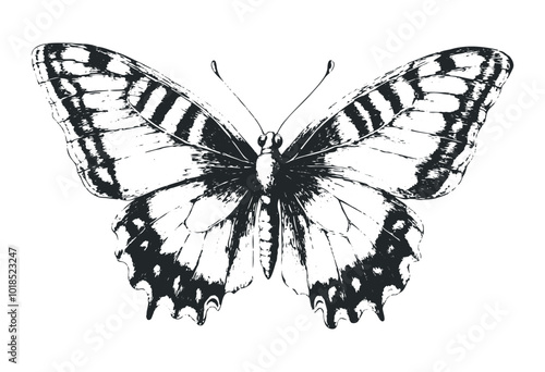 Black and white butterfly illustration. Vector retro hand drawn illustration.