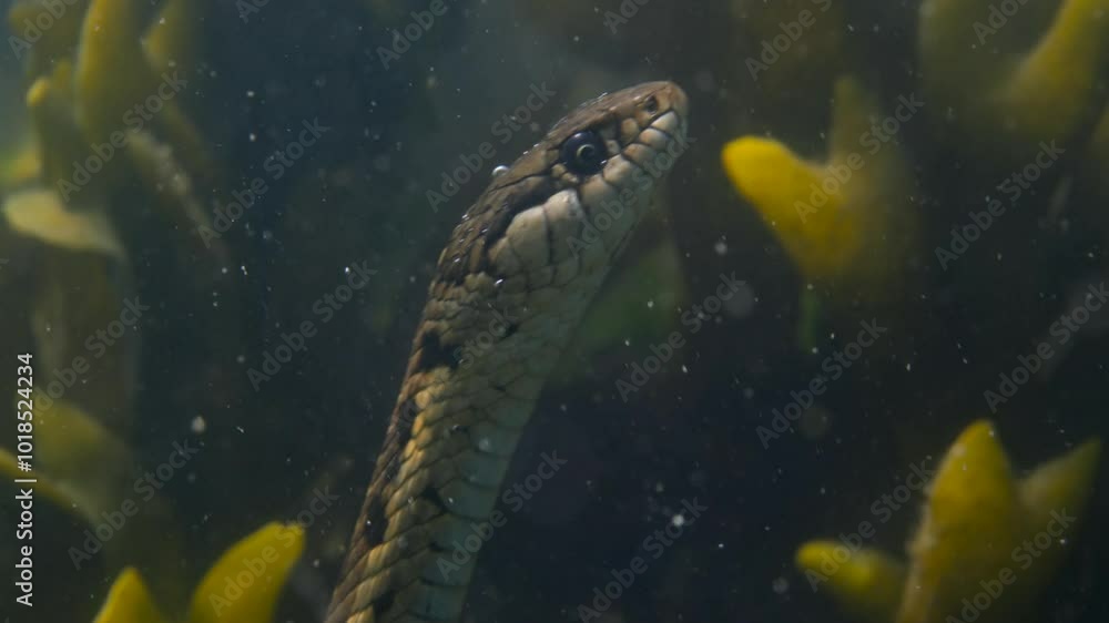 Moving the snake in the water and hunting fish
Moving the snake in the water and hunting fish