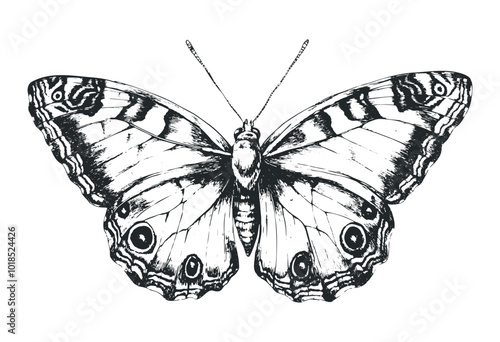 Detailed illustration of a butterfly in flight. Vector retro hand drawn illustration.