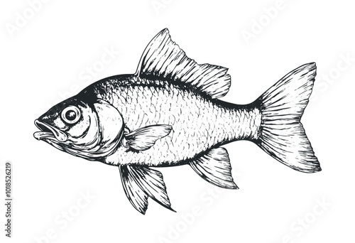 Detailed black and white illustration of a fish. Vector retro hand drawn illustration.