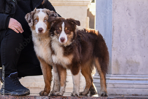 Australian Shepherd aussie on a walk