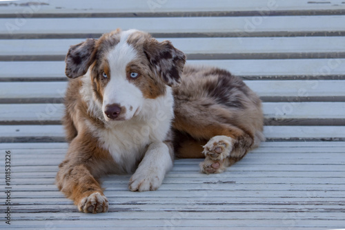 Australian Shepherd aussie on a walk