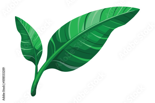 Tropical green banana leaf illustration on white background.