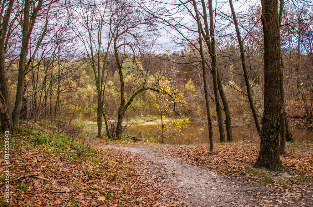 path in autumn forest path in autumn forest