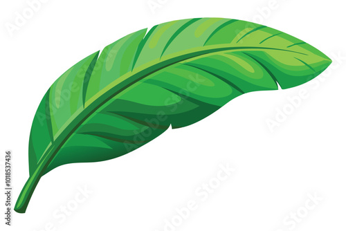 Tropical green banana leaf illustration on white background.