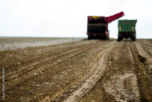 patatoes harvest