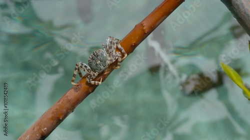 Wallpaper Mural Archerfish hunting creatures out of the water Torontodigital.ca