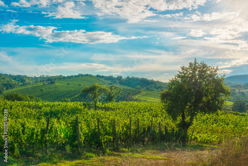 Landscape of the Morellino di Scansano wine vineyards. Tuscany region, Italy photo