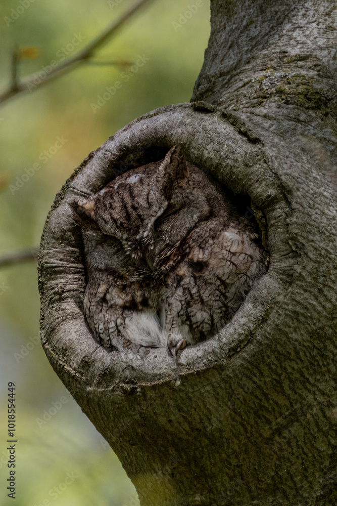 Obraz premium Cuddly Screech Owl