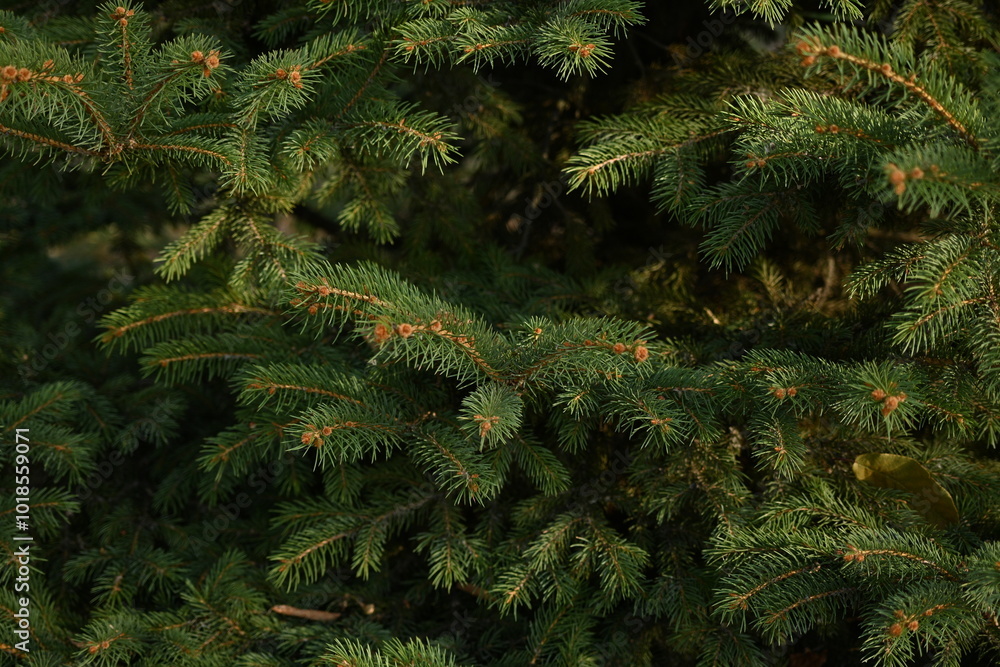 green branches of a Christmas tree close-up, short needles of a coniferous tree close-up on a green background, texture of needles of a Christmas tree close-up, blue pine branches green branches of a Christmas tree close-up, short needles of a coniferous tree close-up on a green background, texture of needles of a Christmas tree close-up, blue pine branches