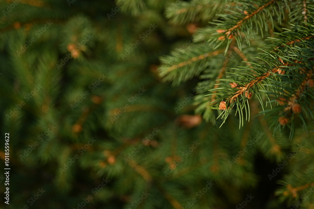 green branches of a Christmas tree close-up, short needles of a coniferous tree close-up on a green background, texture of needles of a Christmas tree close-up, blue pine branches green branches of a Christmas tree close-up, short needles of a coniferous tree close-up on a green background, texture of needles of a Christmas tree close-up, blue pine branches