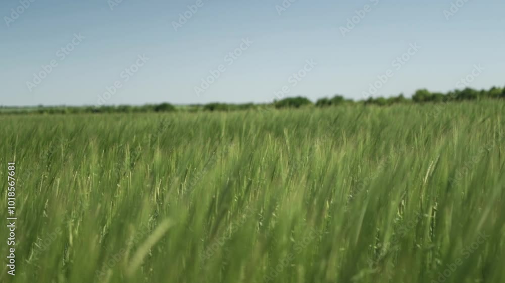 Fresh Green Barley Growing on Farm Fresh Green Barley Growing on Farm