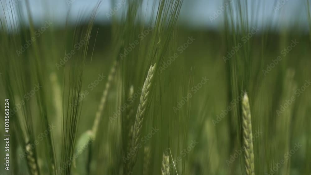 Fresh Green Barley Growing on Farm Fresh Green Barley Growing on Farm
