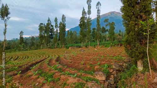 Morning view of Mount Sumbing with hiking trail between fields