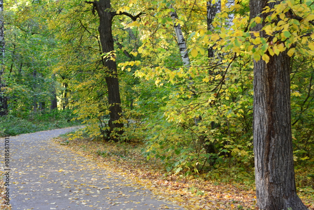 Fototapeta premium a road with a tree and yellow leaves on the ground