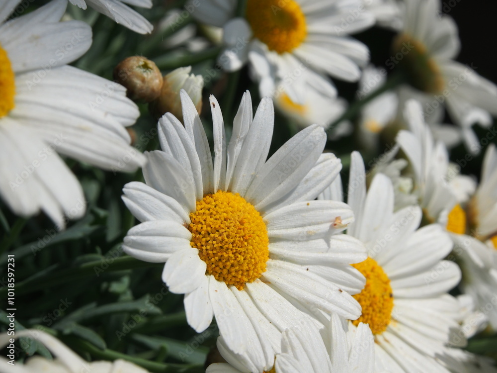 Obraz premium Gänseblümchen Details