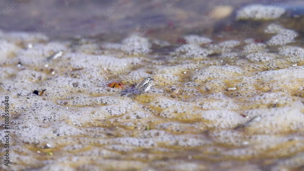 Amazing halophilic flies (Hydrophorus sp) on salted lake with salt concentration of hundred ppm. Insects choose solar salt pond for mating games coition. Flies walk on water like on terra firma Amazing halophilic flies (Hydrophorus sp) on salted lake with salt concentration of hundred ppm. Insects choose solar salt pond for mating games coition. Flies walk on water like on terra firma