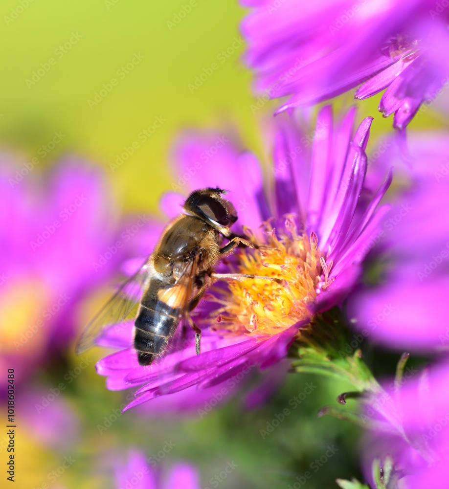 Feeding Dronefly on a purple Aster flower Feeding Dronefly on a purple Aster flower