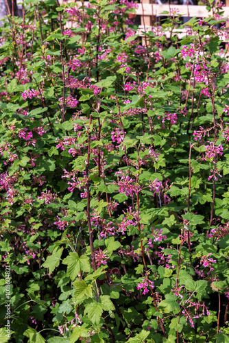 Ribes sanguineum, the flowering currant, redflower currant