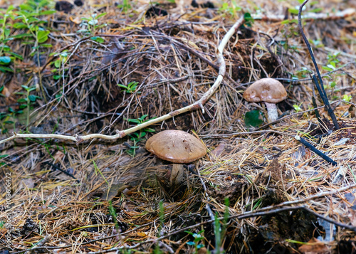 Wild mushrooms growing on the forest floor. photo