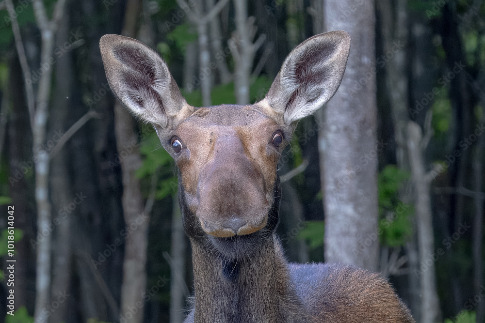 Fototapeta premium Moose with Silly Face