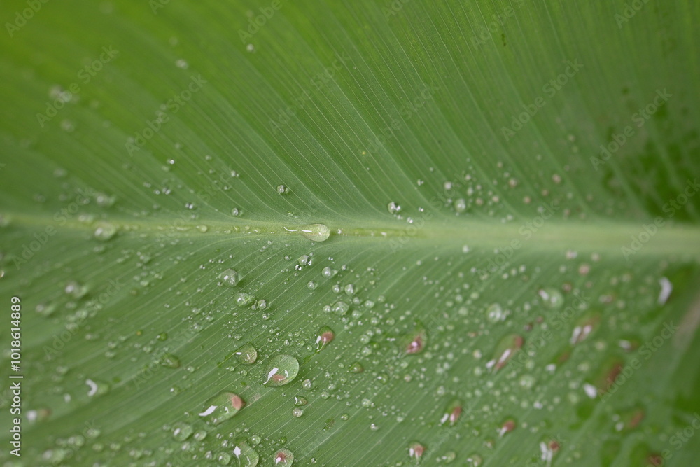 green leaf texture with veins close up as a background, canna leaf light green background, garden plant, after the rain, dew drops, water on a leaf close-up, vertical stripes of the canna leaf green leaf texture with veins close up as a background, canna leaf light green background, garden plant, after the rain, dew drops, water on a leaf close-up, vertical stripes of the canna leaf
