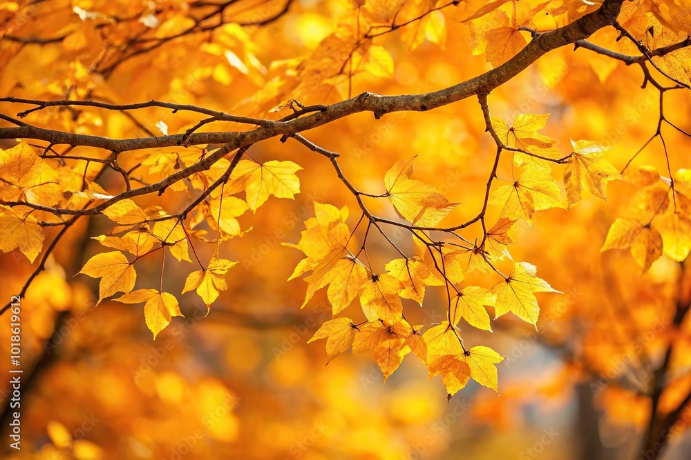 Autumn warm background with yellow leaves on tree branches, tilted angle Autumn warm background with yellow leaves on tree branches, tilted angle