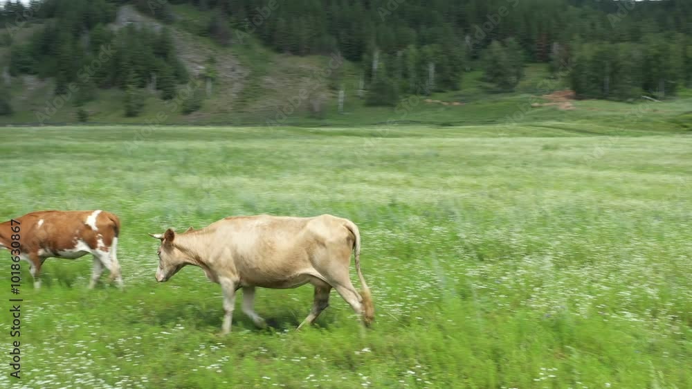 Herd of cows enjoys the freedom of a vast meadow, their brown and white coats contrasting against the vibrant greenery Herd of cows enjoys the freedom of a vast meadow, their brown and white coats contrasting against the vibrant greenery