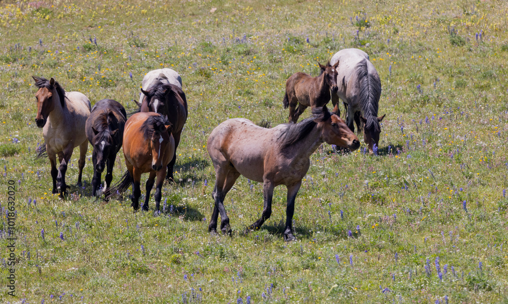 Wild Horses in Summer in the Pryor Mountains Montana Wild Horses in Summer in the Pryor Mountains Montana